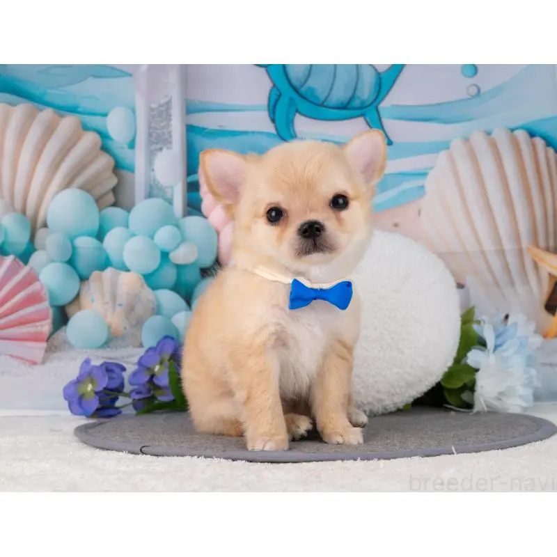 販売中の岐阜県のチワワ(ロングコート)-456076の6枚目