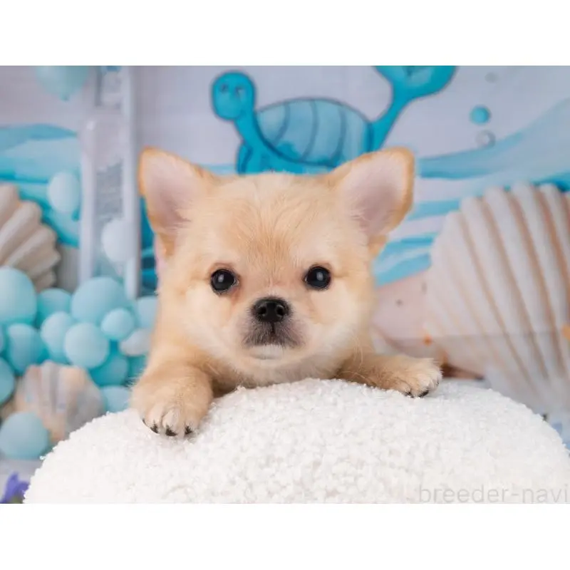 販売中の岐阜県のチワワ(ロングコート)-456076の5枚目