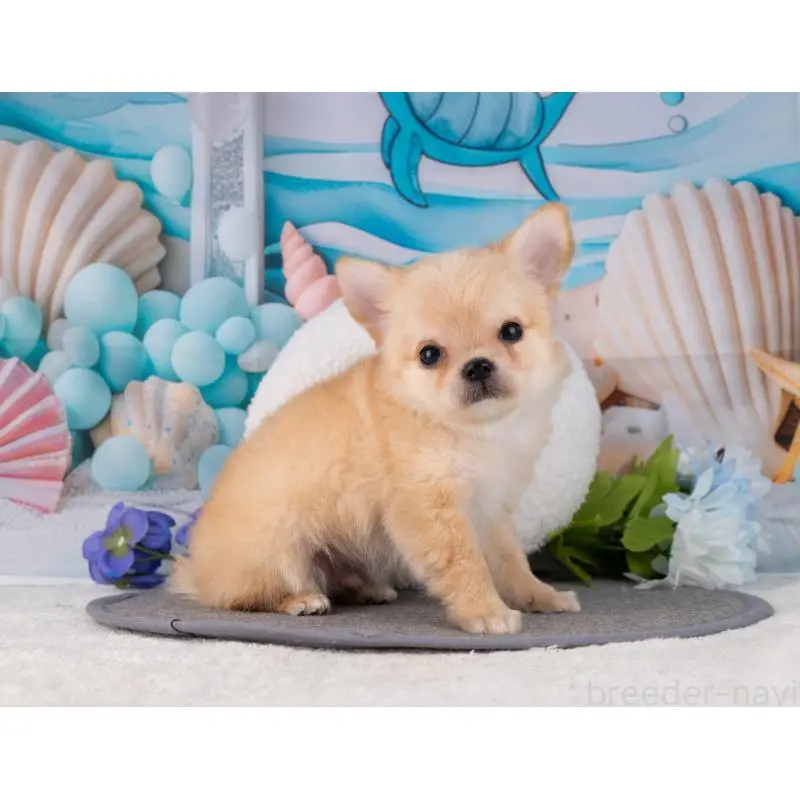 販売中の岐阜県のチワワ(ロングコート)-456076の4枚目