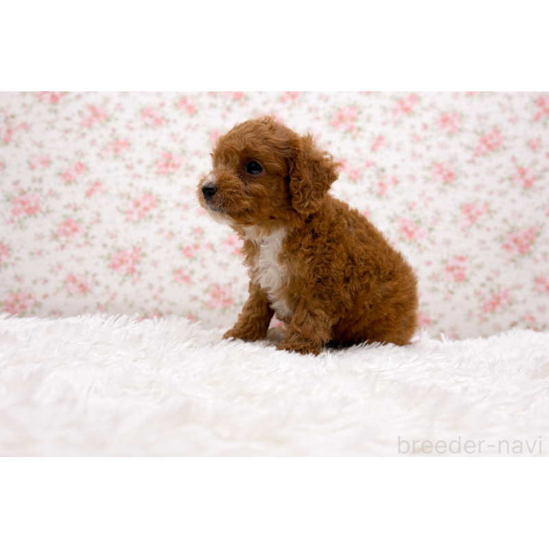 販売中の東京都のチワプー:チワワ×トイプードル-456077の4枚目