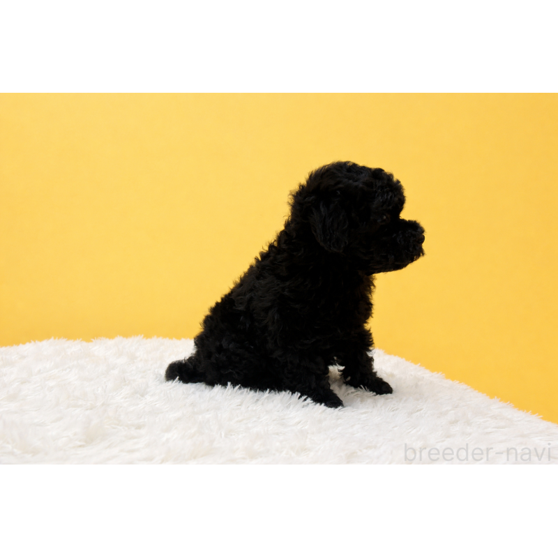 販売中の東京都のタイニープードル-456078の5枚目