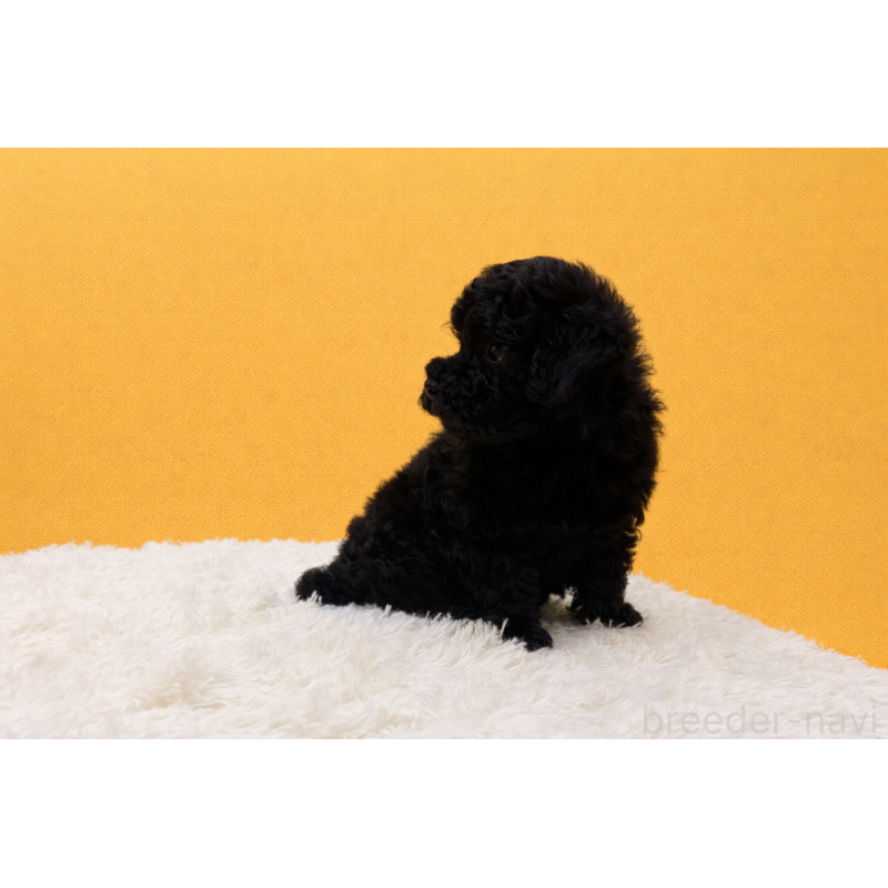 販売中の東京都のタイニープードル-456078の4枚目