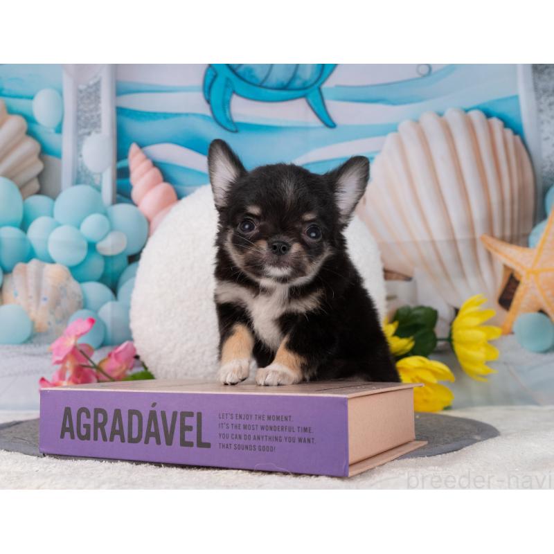 販売中の岐阜県のチワワ(ロングコート)-456080の7枚目