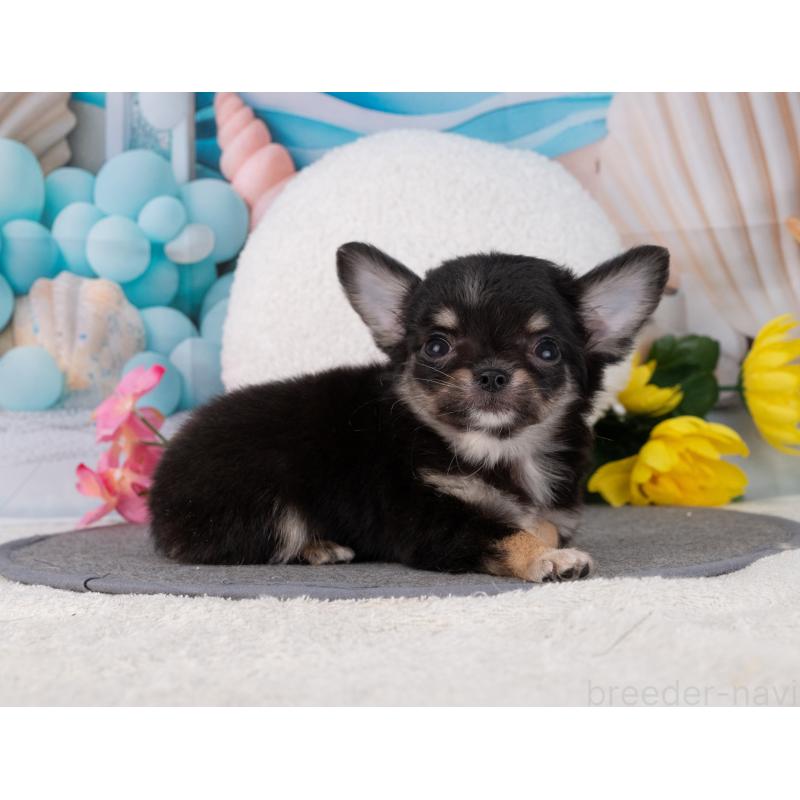 販売中の岐阜県のチワワ(ロングコート)-456080の6枚目