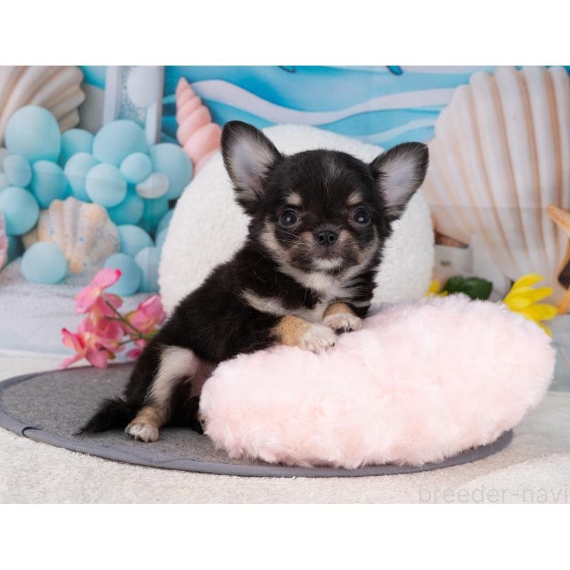 販売中の岐阜県のチワワ(ロングコート)-456080の4枚目