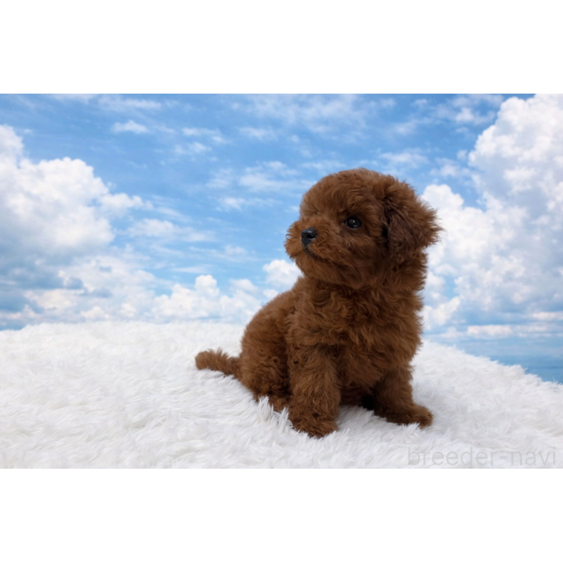 販売中の東京都のタイニープードル-456079の5枚目