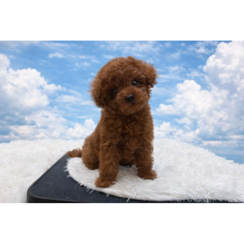 販売中の東京都のタイニープードル-456079の4枚目