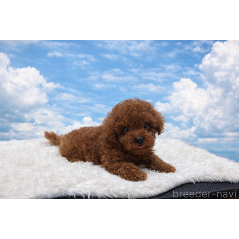 販売中の東京都のタイニープードル-456079の3枚目