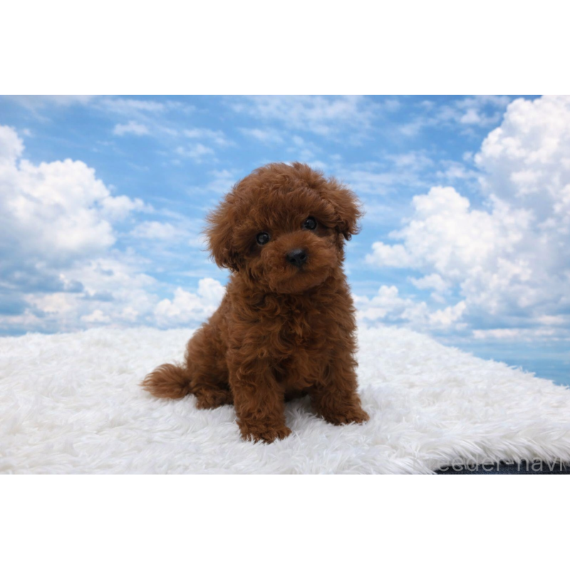 販売中の東京都のタイニープードル-456079の2枚目