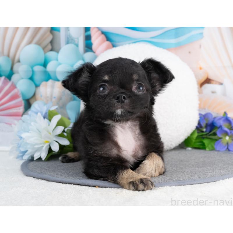 販売中の岐阜県のチワワ(ロングコート)-456081の7枚目