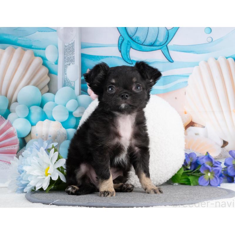 販売中の岐阜県のチワワ(ロングコート)-456081の6枚目