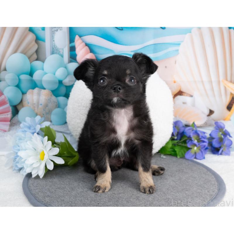 販売中の岐阜県のチワワ(ロングコート)-456081の5枚目