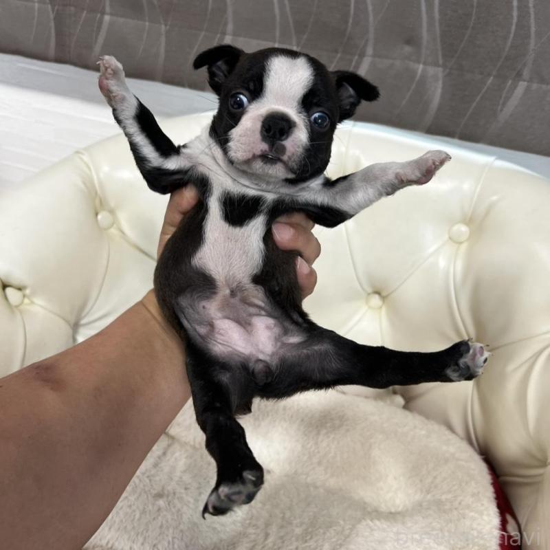 販売中の香川県のボストンテリア-456082の17枚目