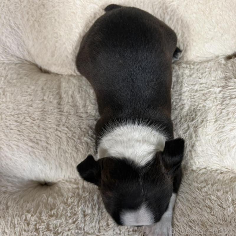 販売中の香川県のボストンテリア-456082の16枚目