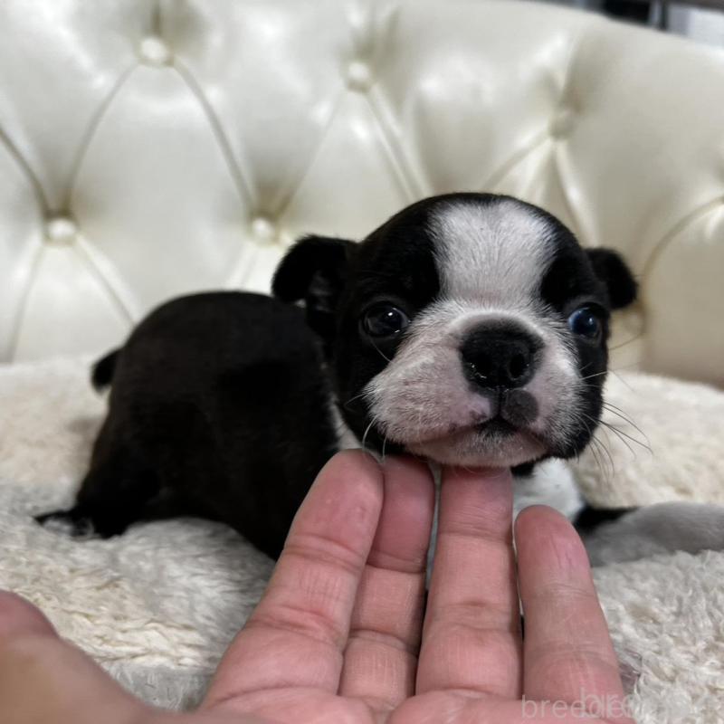 販売中の香川県のボストンテリア-456082の15枚目