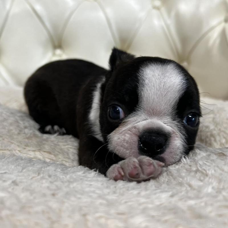 販売中の香川県のボストンテリア-456082の14枚目