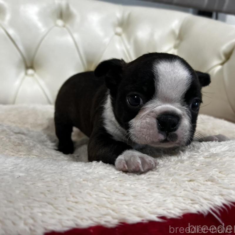 販売中の香川県のボストンテリア-456082の13枚目