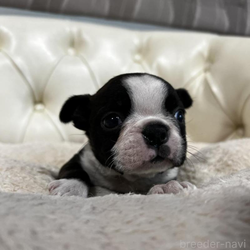 販売中の香川県のボストンテリア-456082の12枚目