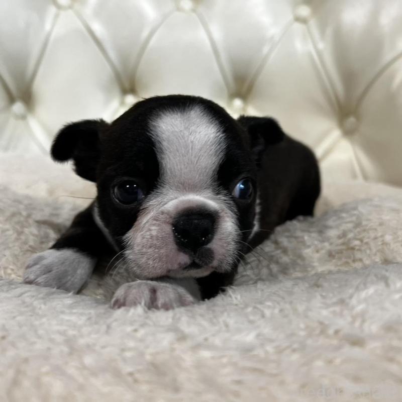 販売中の香川県のボストンテリア-456082の11枚目