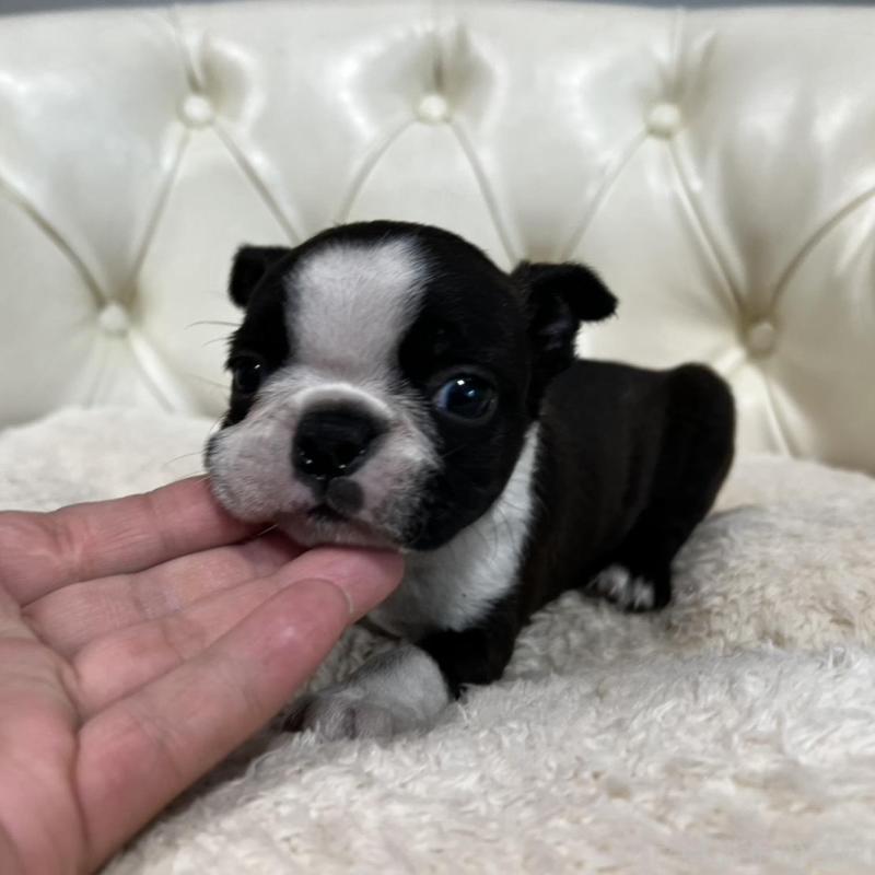 販売中の香川県のボストンテリア-456082の10枚目