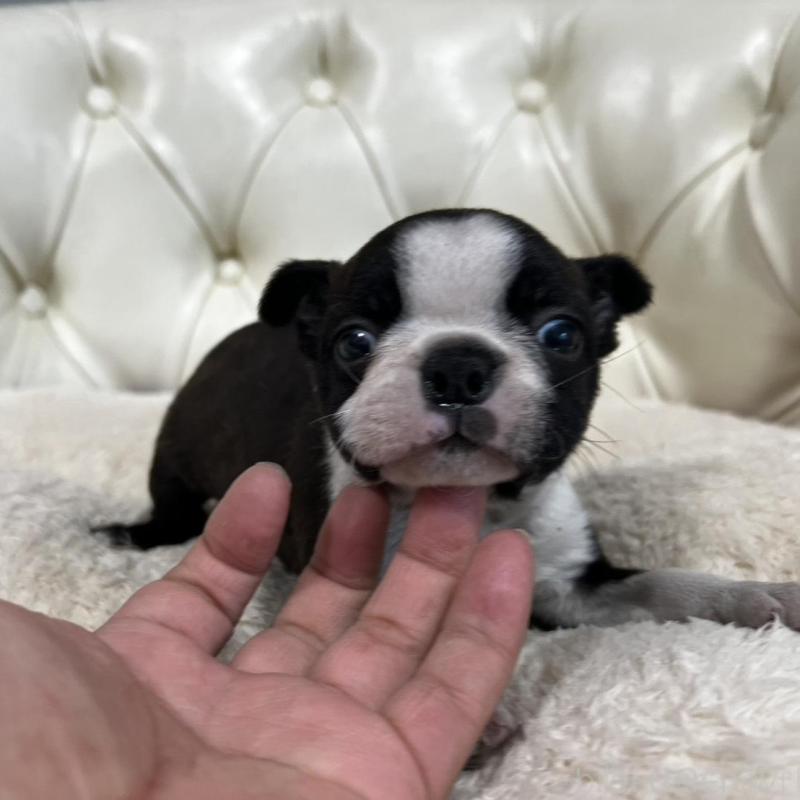 販売中の香川県のボストンテリア-456082の9枚目