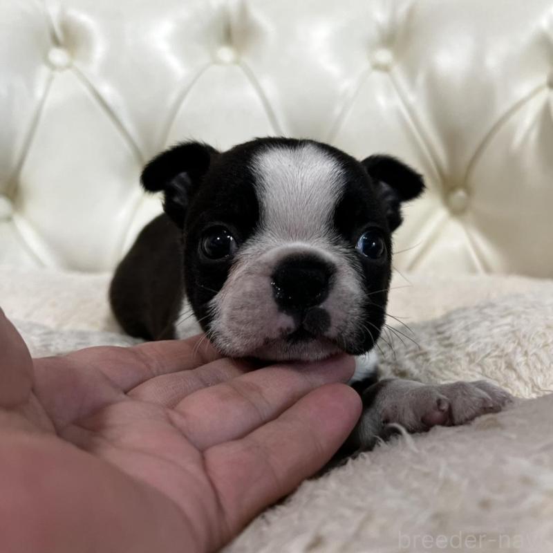 販売中の香川県のボストンテリア-456082の8枚目