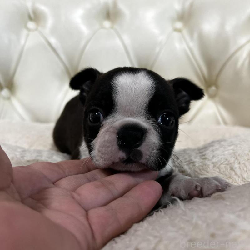 販売中の香川県のボストンテリア-456082の7枚目