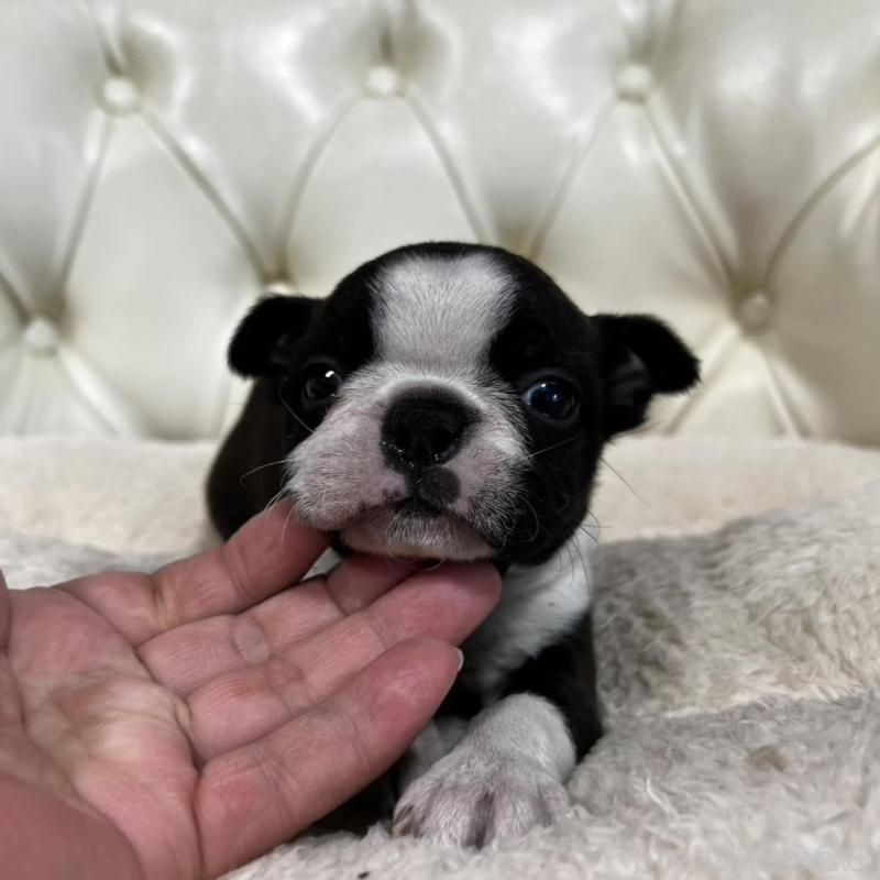 販売中の香川県のボストンテリア-456082の6枚目