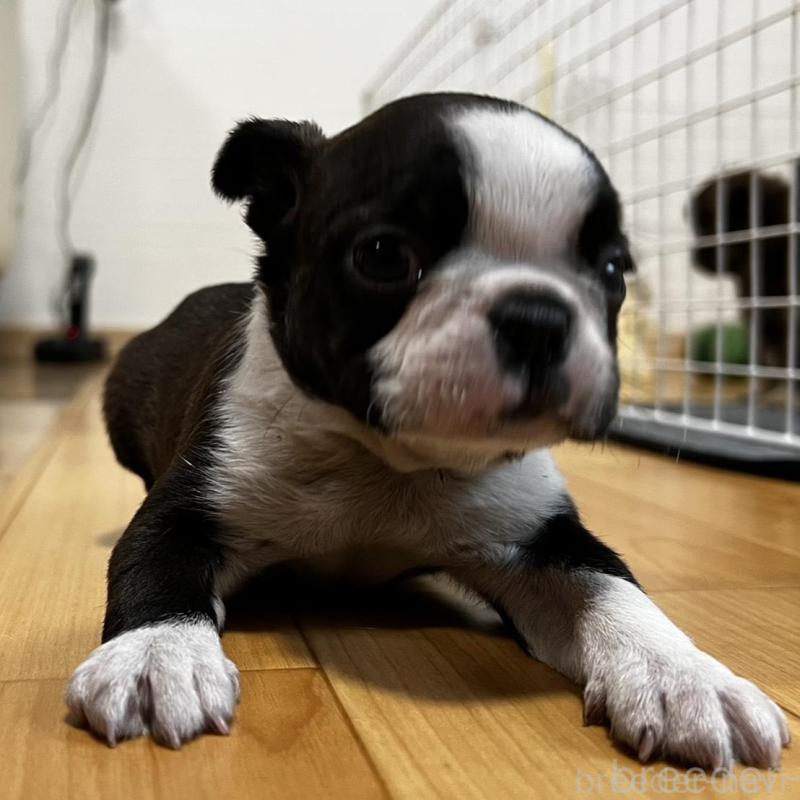 販売中の香川県のボストンテリア-456082の5枚目