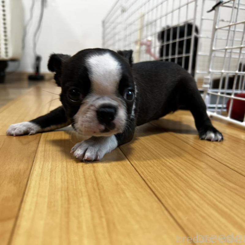 販売中の香川県のボストンテリア-456082の3枚目