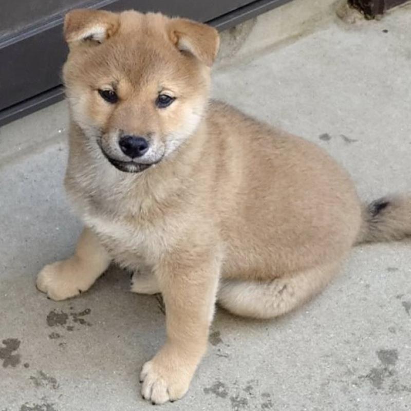 販売中の山口県の柴犬-454578