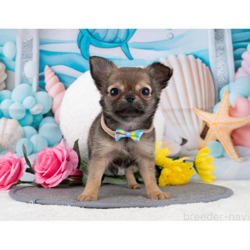 販売中の岐阜県のチワワ(ロングコート)-456084の7枚目