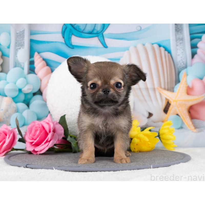 販売中の岐阜県のチワワ(ロングコート)-456084の5枚目