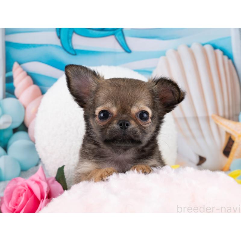 販売中の岐阜県のチワワ(ロングコート)-456084の4枚目