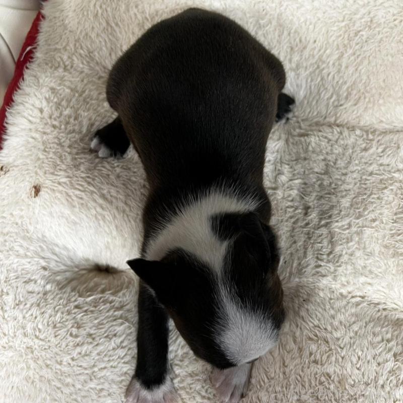 販売中の香川県のボストンテリア-456083の19枚目