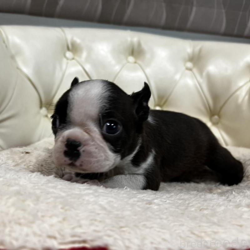 販売中の香川県のボストンテリア-456083の18枚目