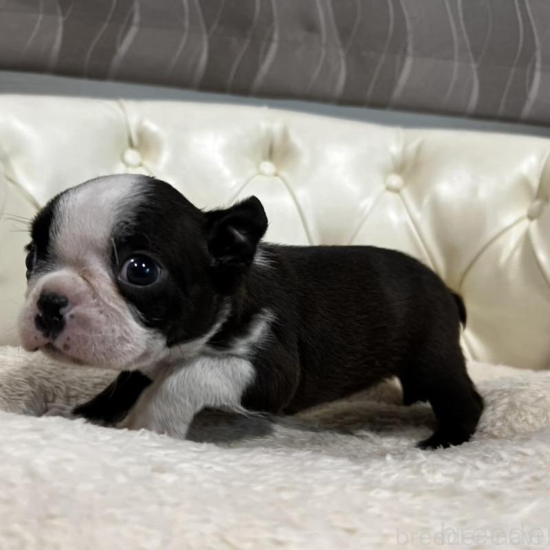 販売中の香川県のボストンテリア-456083の17枚目