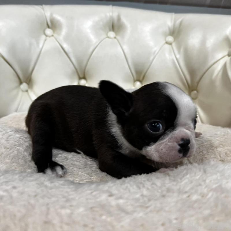 販売中の香川県のボストンテリア-456083の16枚目