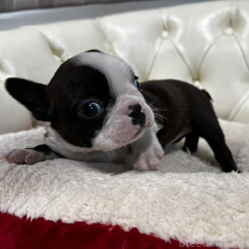 販売中の香川県のボストンテリア-456083の15枚目