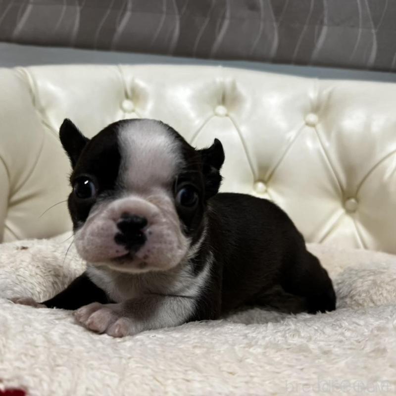 販売中の香川県のボストンテリア-456083の14枚目