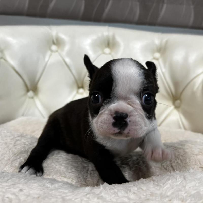 販売中の香川県のボストンテリア-456083の13枚目