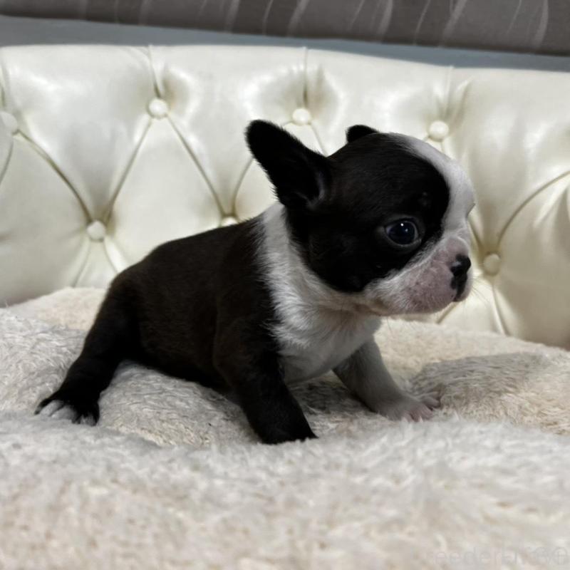 販売中の香川県のボストンテリア-456083の12枚目