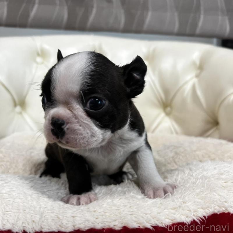 販売中の香川県のボストンテリア-456083の11枚目