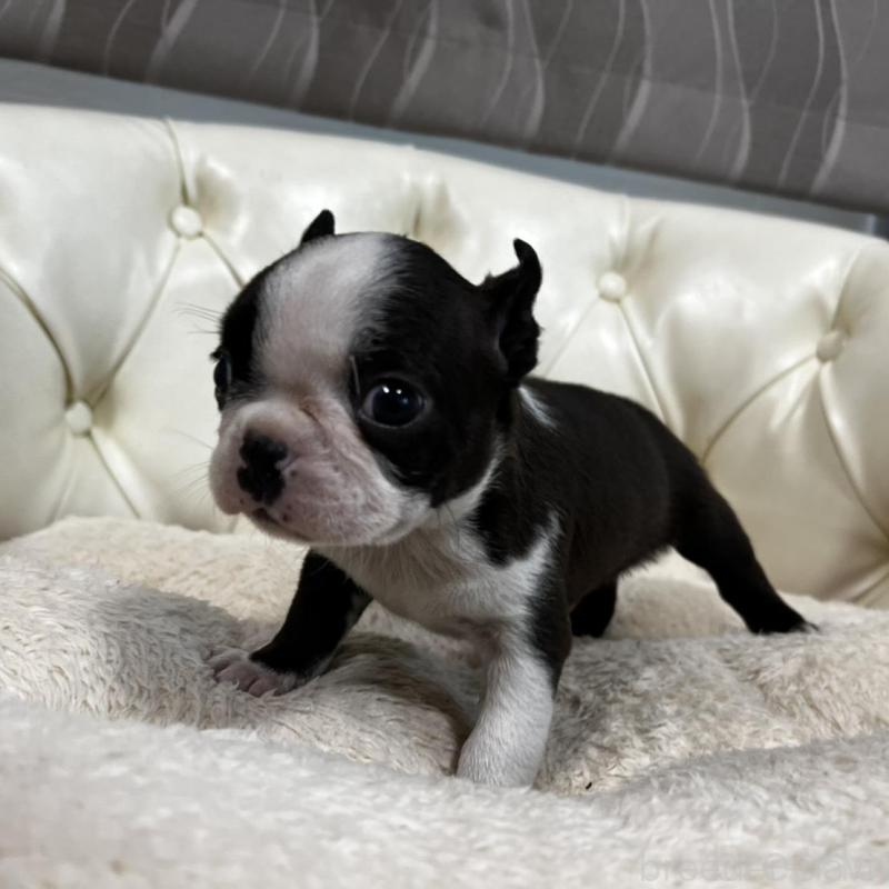 販売中の香川県のボストンテリア-456083の10枚目