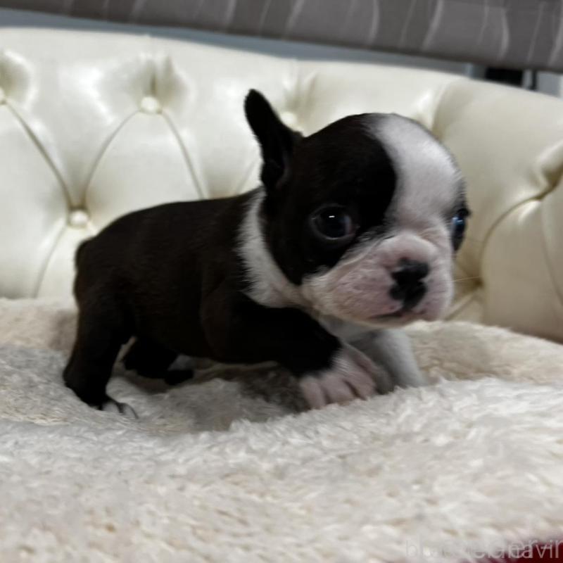 販売中の香川県のボストンテリア-456083の9枚目