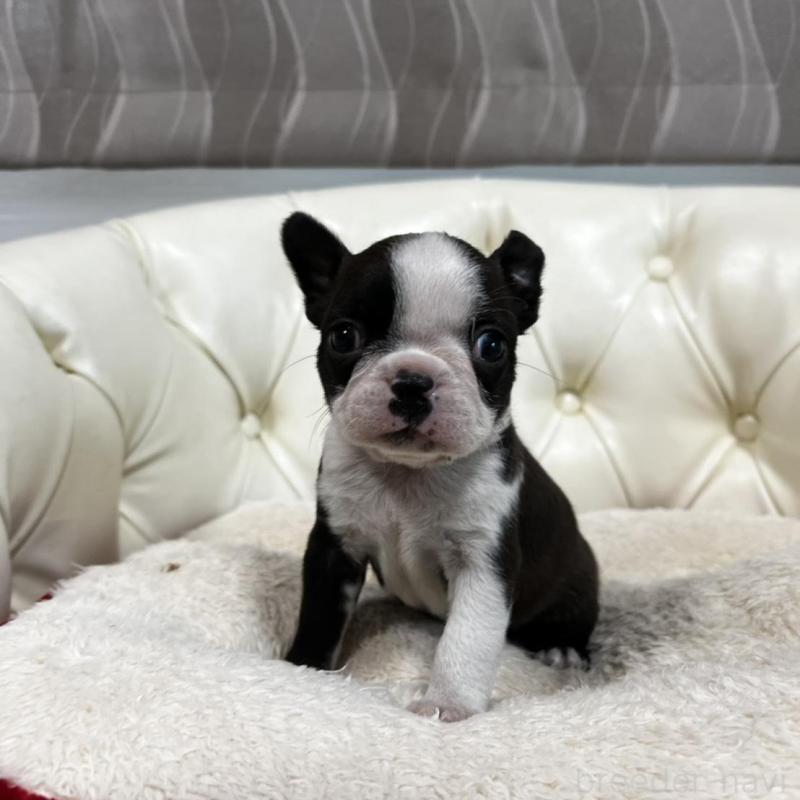 販売中の香川県のボストンテリア-456083の8枚目