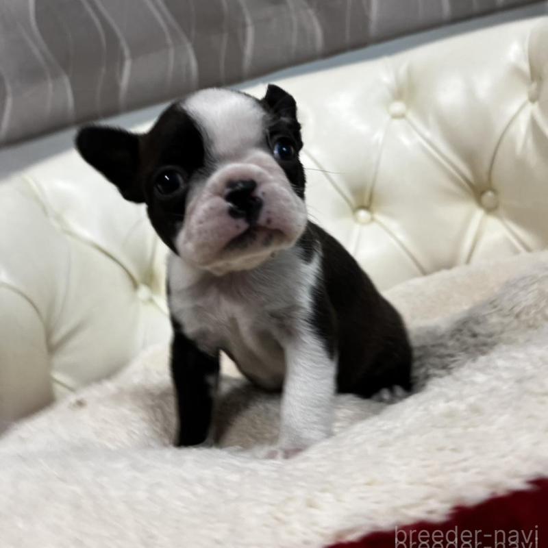 販売中の香川県のボストンテリア-456083の7枚目