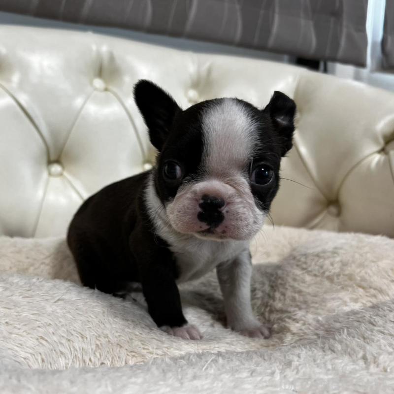 販売中の香川県のボストンテリア-456083の6枚目