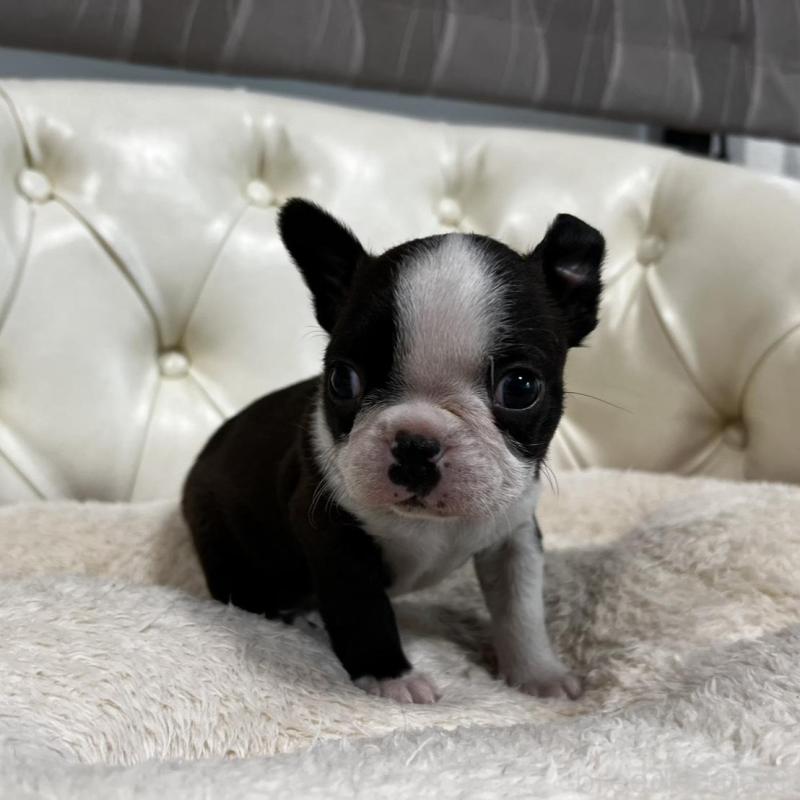 販売中の香川県のボストンテリア-456083の5枚目