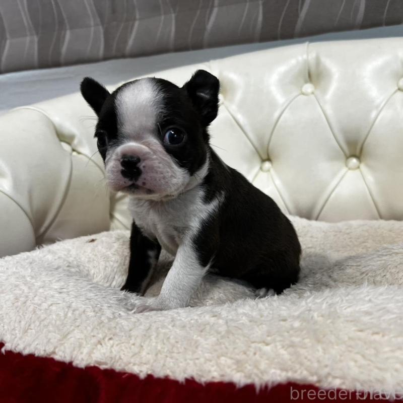 販売中の香川県のボストンテリア-456083の4枚目